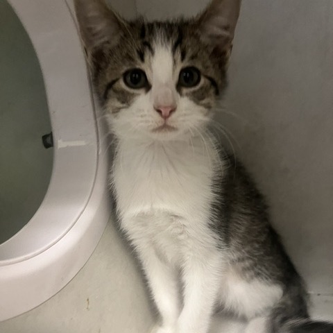 Lentil