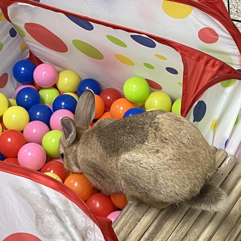 ANUA - American Sable available for adoption