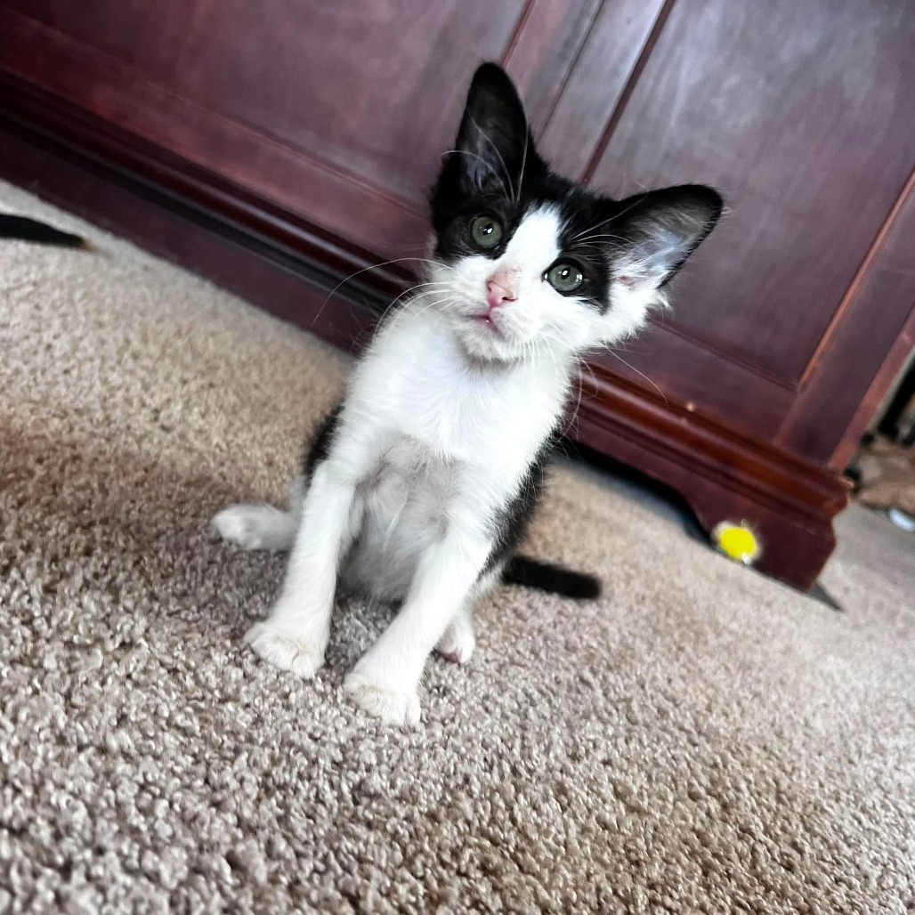 Figaro
