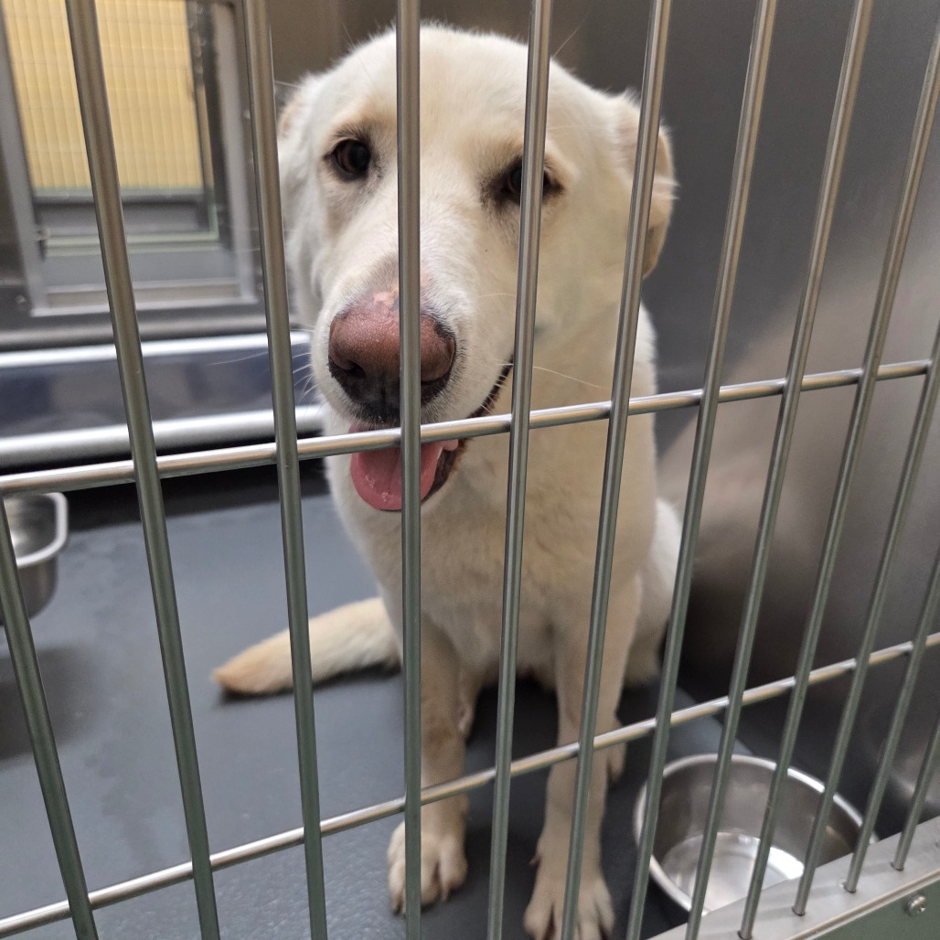 Mem Fish Rescue Summer is available for adoption at Memphis Animal Services