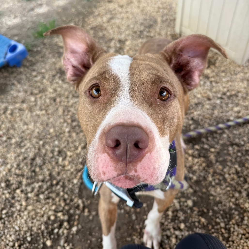 Tanka — thumbnail 4