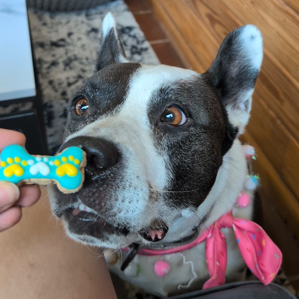Bluebelle, additional photo