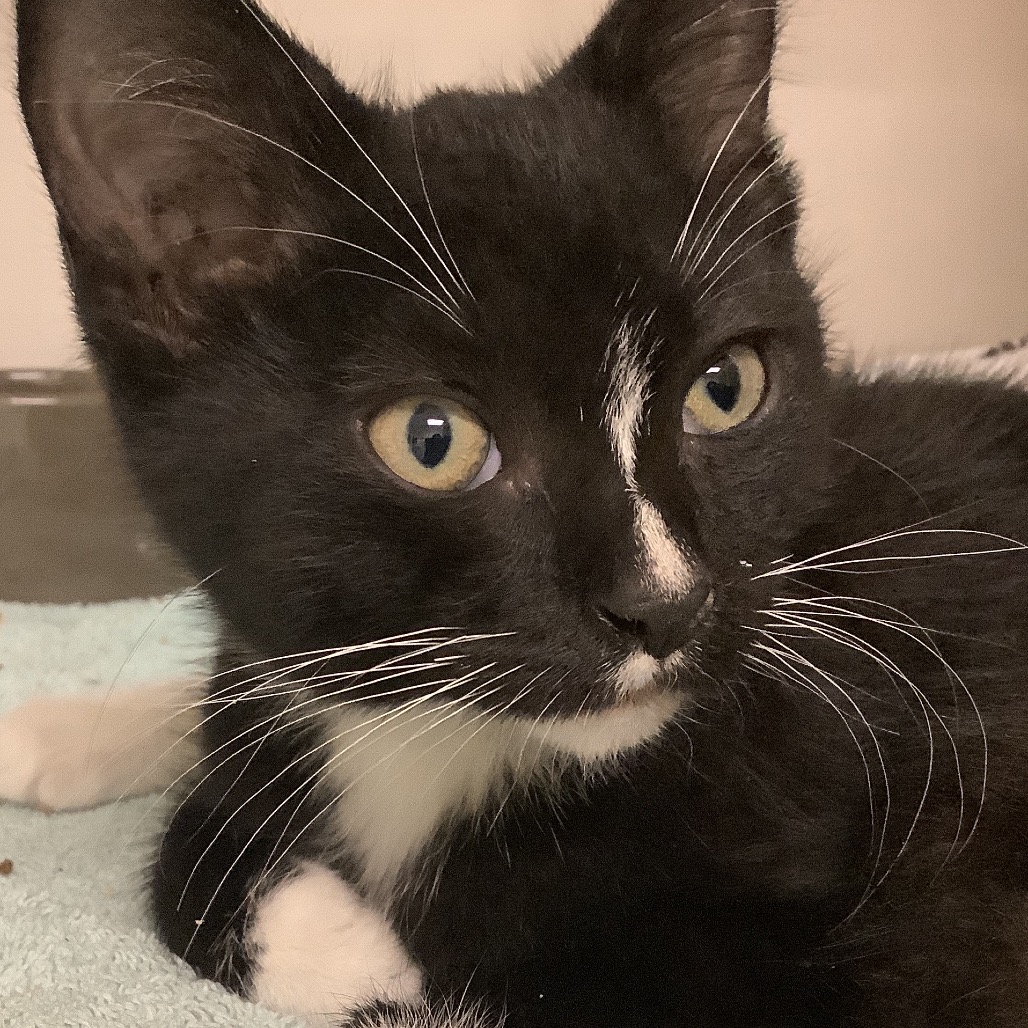 Tigger (yellow collar) - Domestic Shorthair