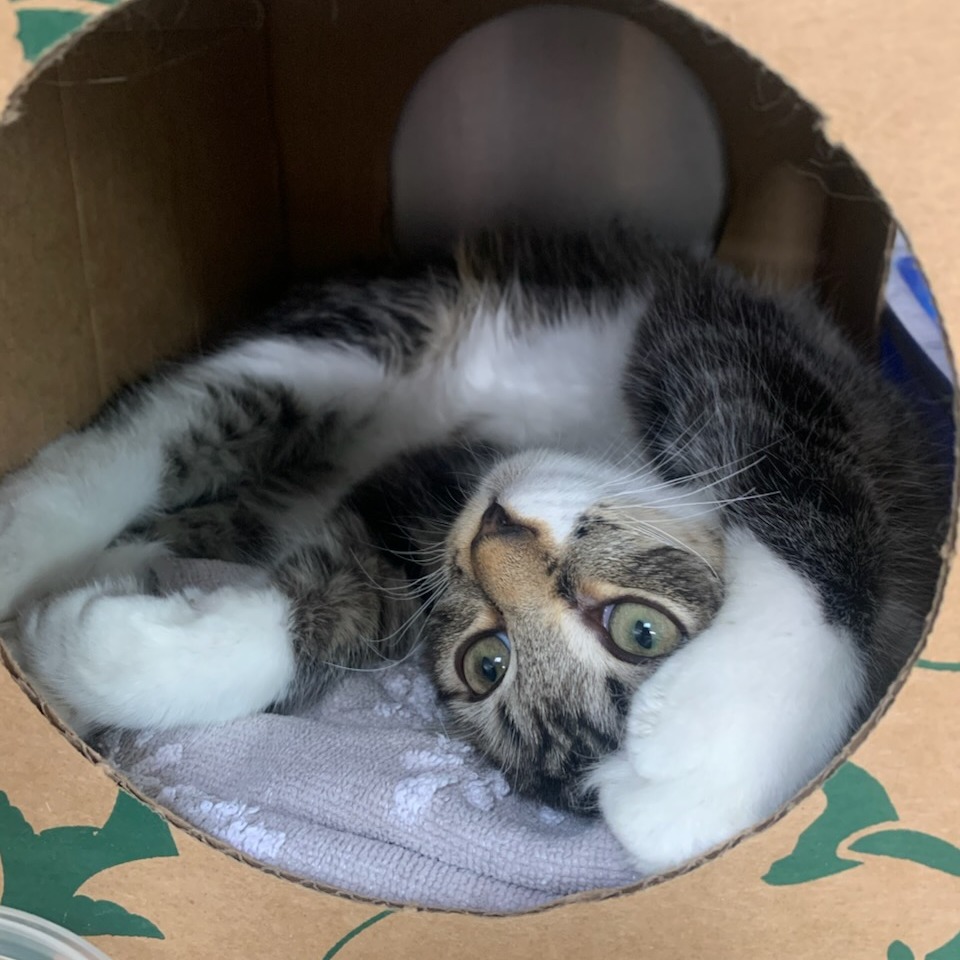 KIVA - Domestic Medium Hair available for adoption