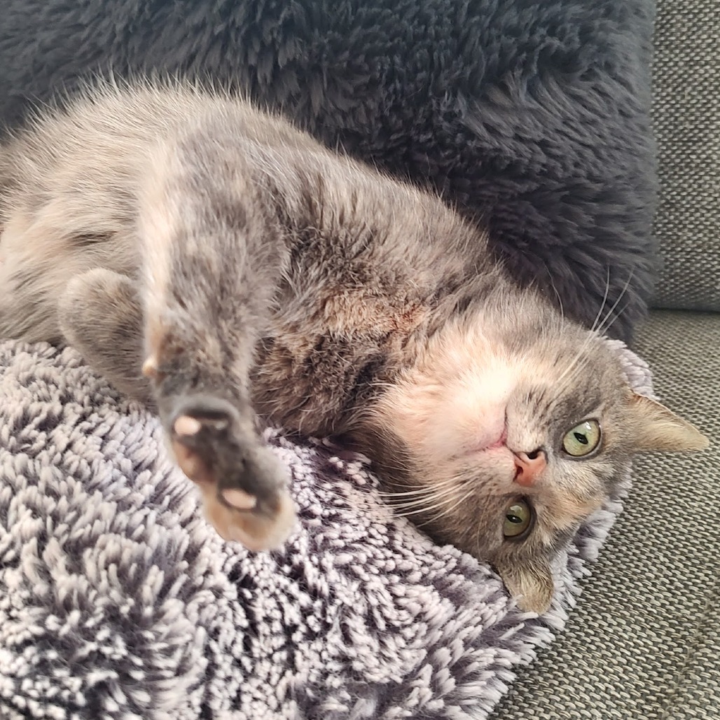 Millie — thumbnail 5