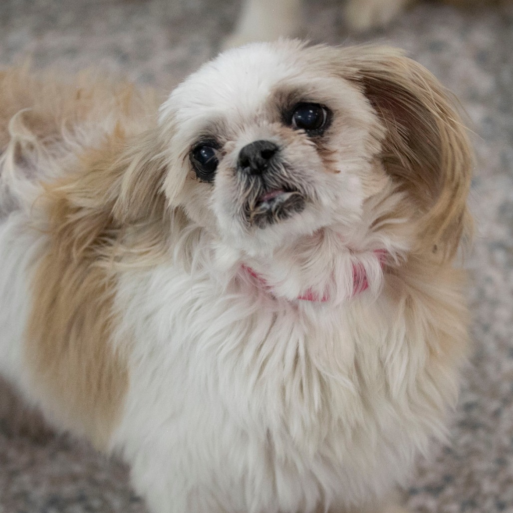 SASSY (AG26-198) - Shih Tzu available for adoption