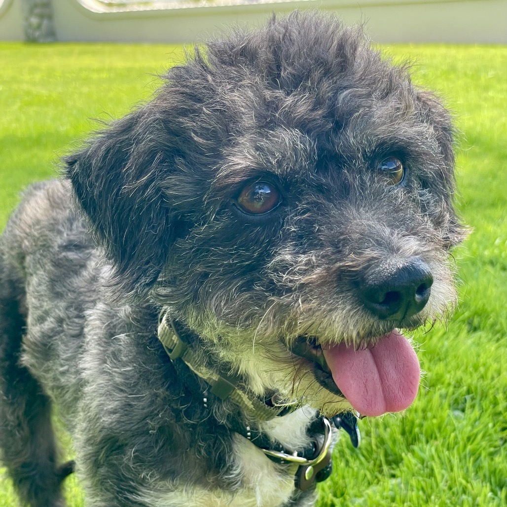 Twinkle (bonded with Star) - Costa Mesa Location