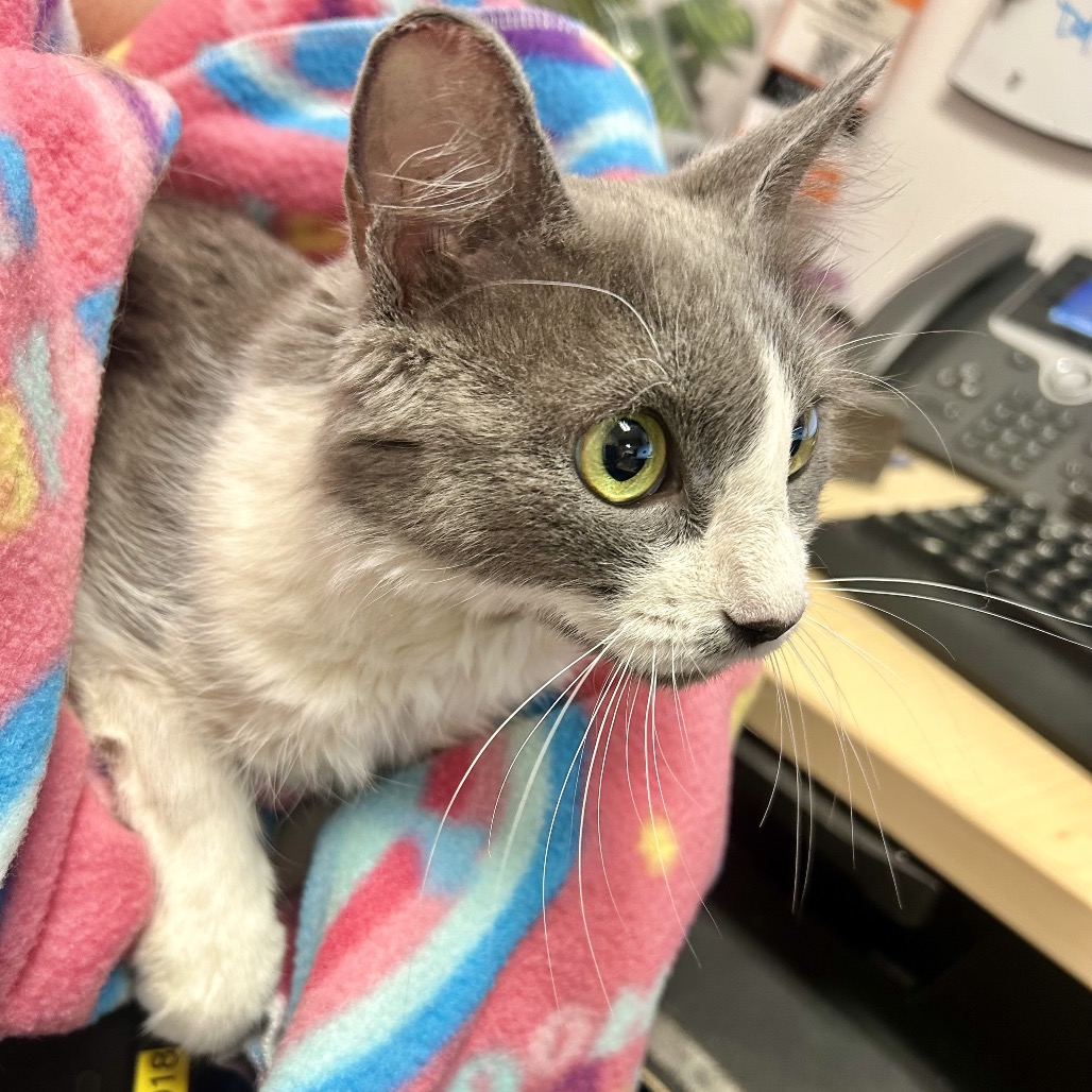 SALLY - Domestic Medium Hair available for adoption