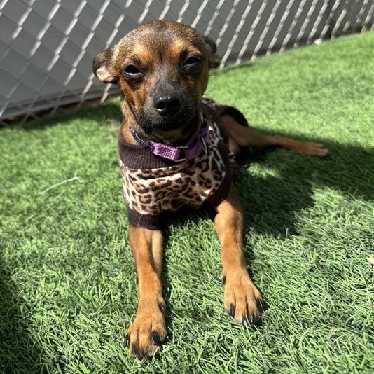 DON CARLOS - Chihuahua / Pinscher, Miniature available for adoption