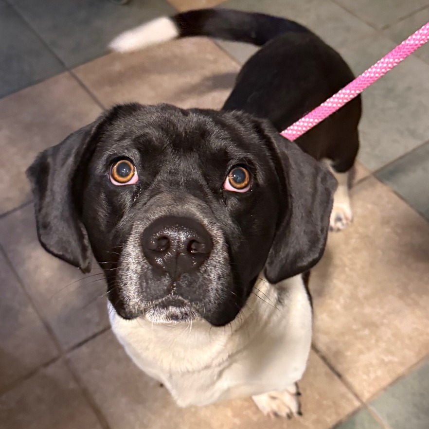 Marvin — thumbnail 3