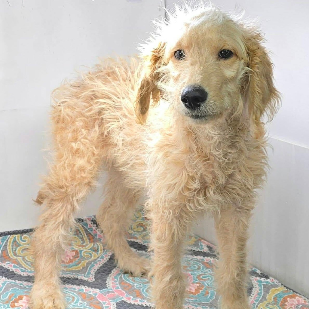 FOSTER NEEDED - Minnie