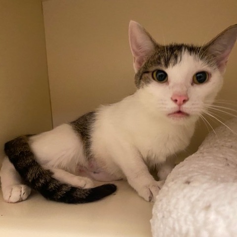 TANG - Domestic Shorthair available for adoption