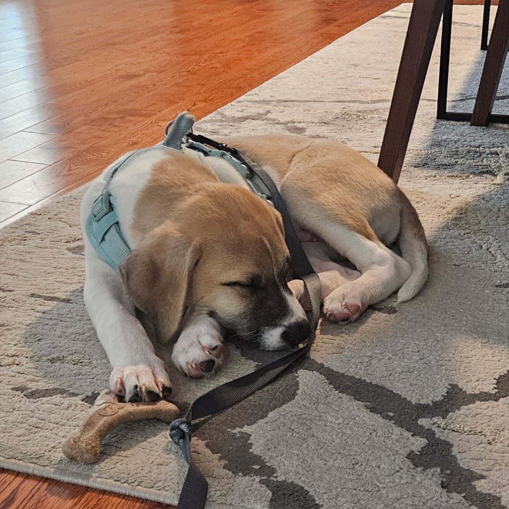 Tommy — thumbnail 5