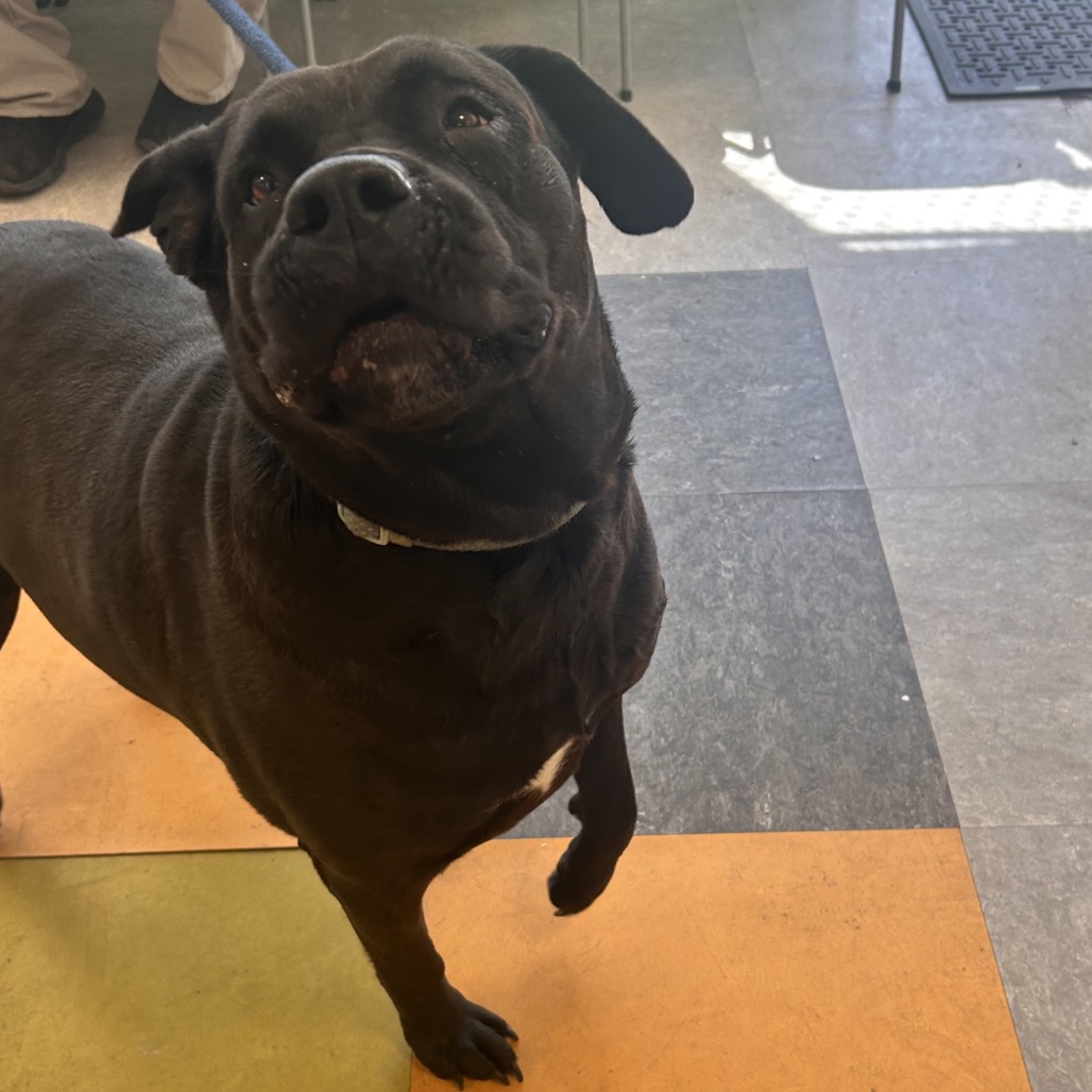 Lucy — thumbnail 3