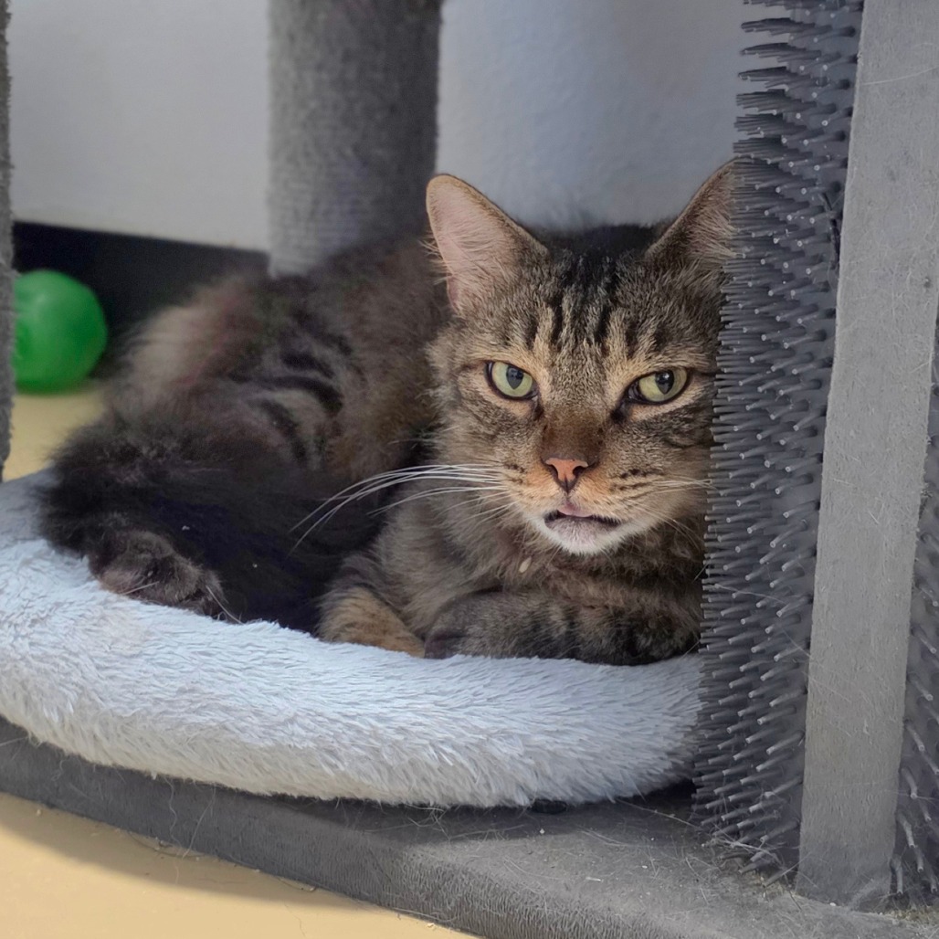 Dakota * Bonded with Atlas * Costa Mesa Location, photo 12