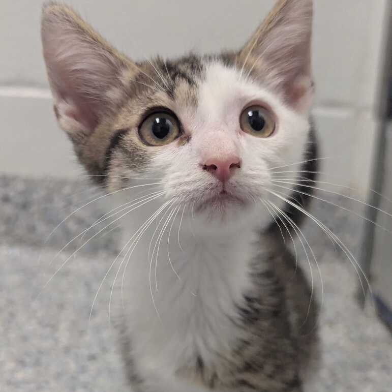 AVALANCHE - Domestic Shorthair available for adoption