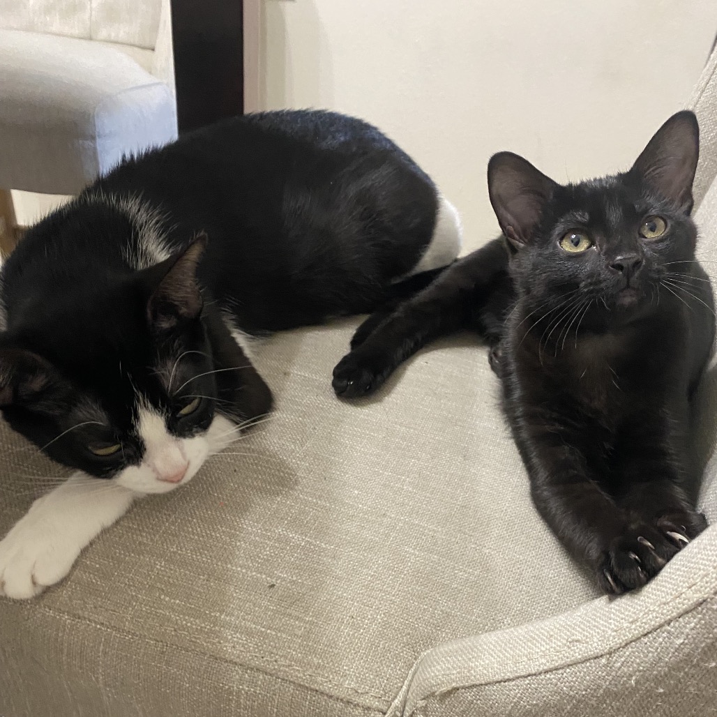 Oreo