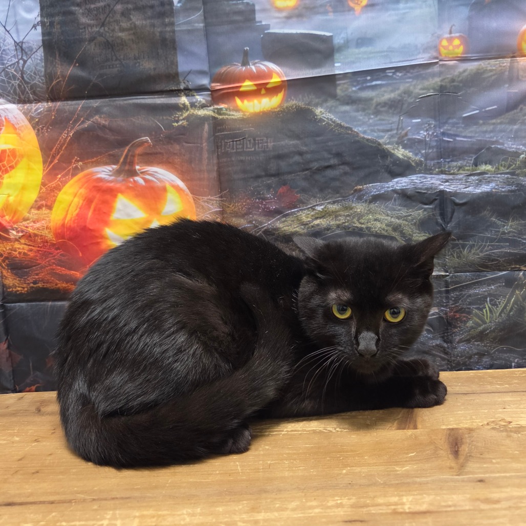 Salem