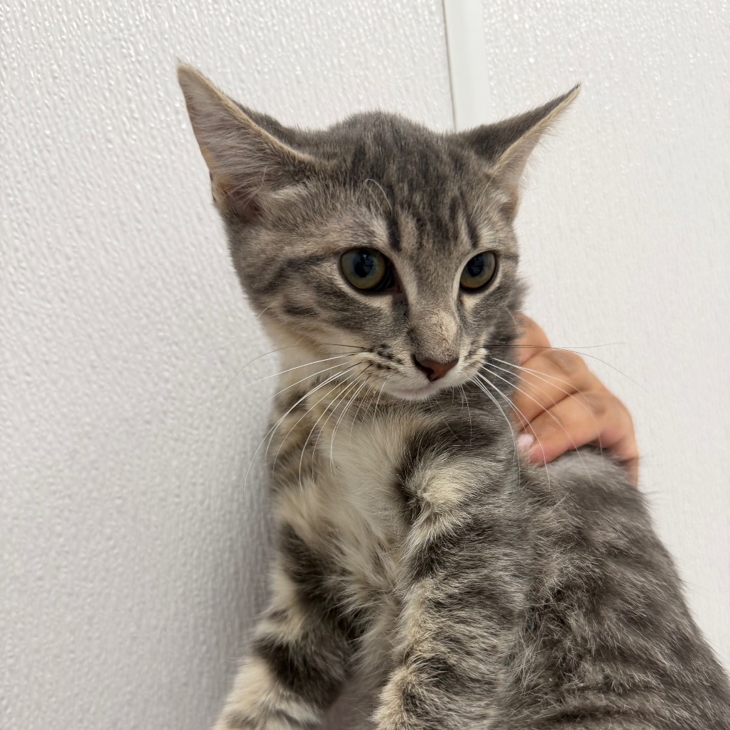 Moon - Domestic Shorthair