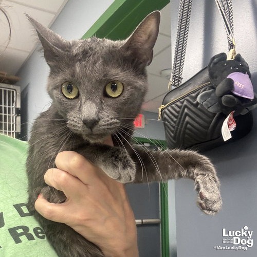 LILLY - Domestic Shorthair available for adoption