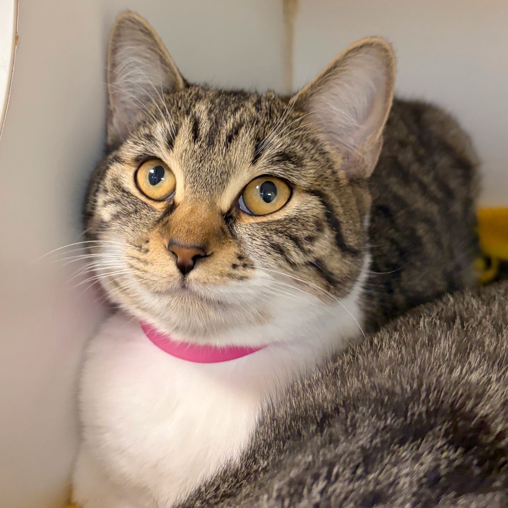 Photo of Stella