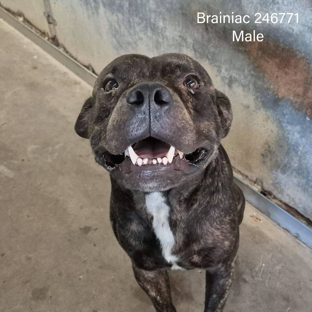 Brainiac