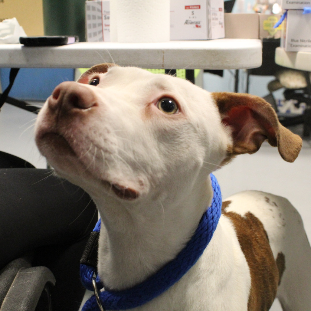 Crunchwrap — thumbnail 2