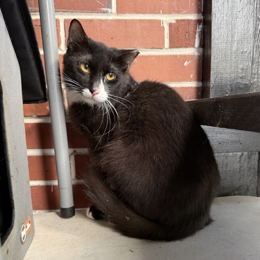 Simon, photo 3