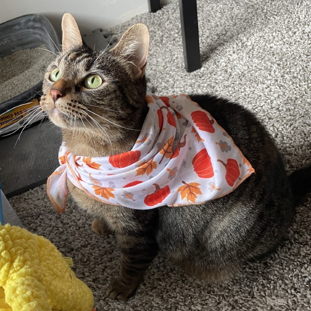 Kali — thumbnail 4