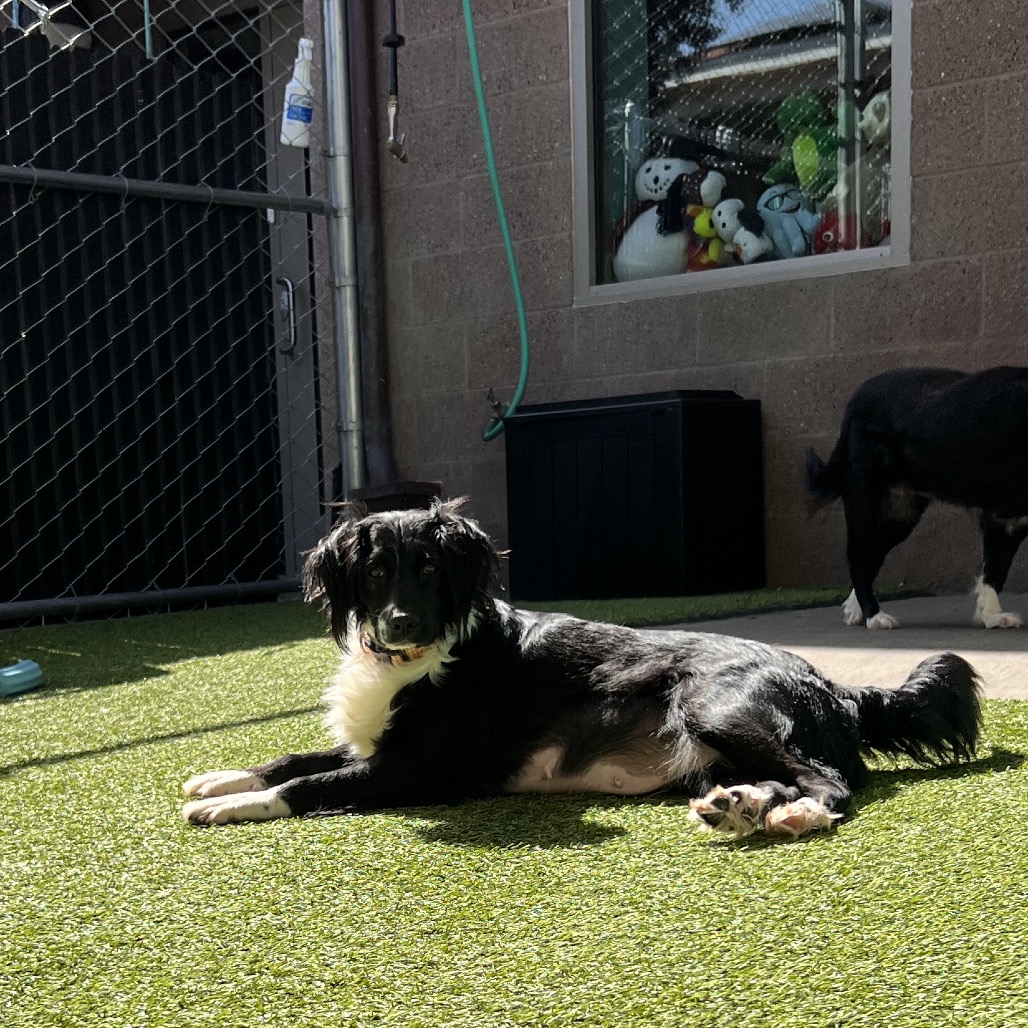 SADIE - Spaniel / Mixed Breed (Medium) available for adoption
