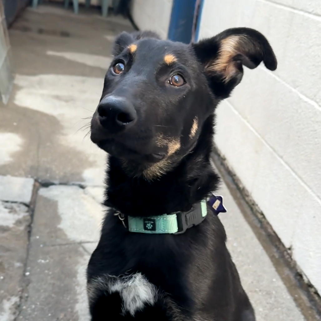 Paulie — thumbnail 4