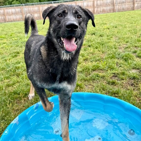 RANGER - Shepherd / Mixed Breed (Large) available for adoption