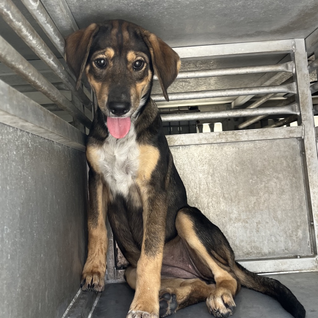 EACS-STRAY-199566 - Retriever, Labrador / Shepherd available for adoption