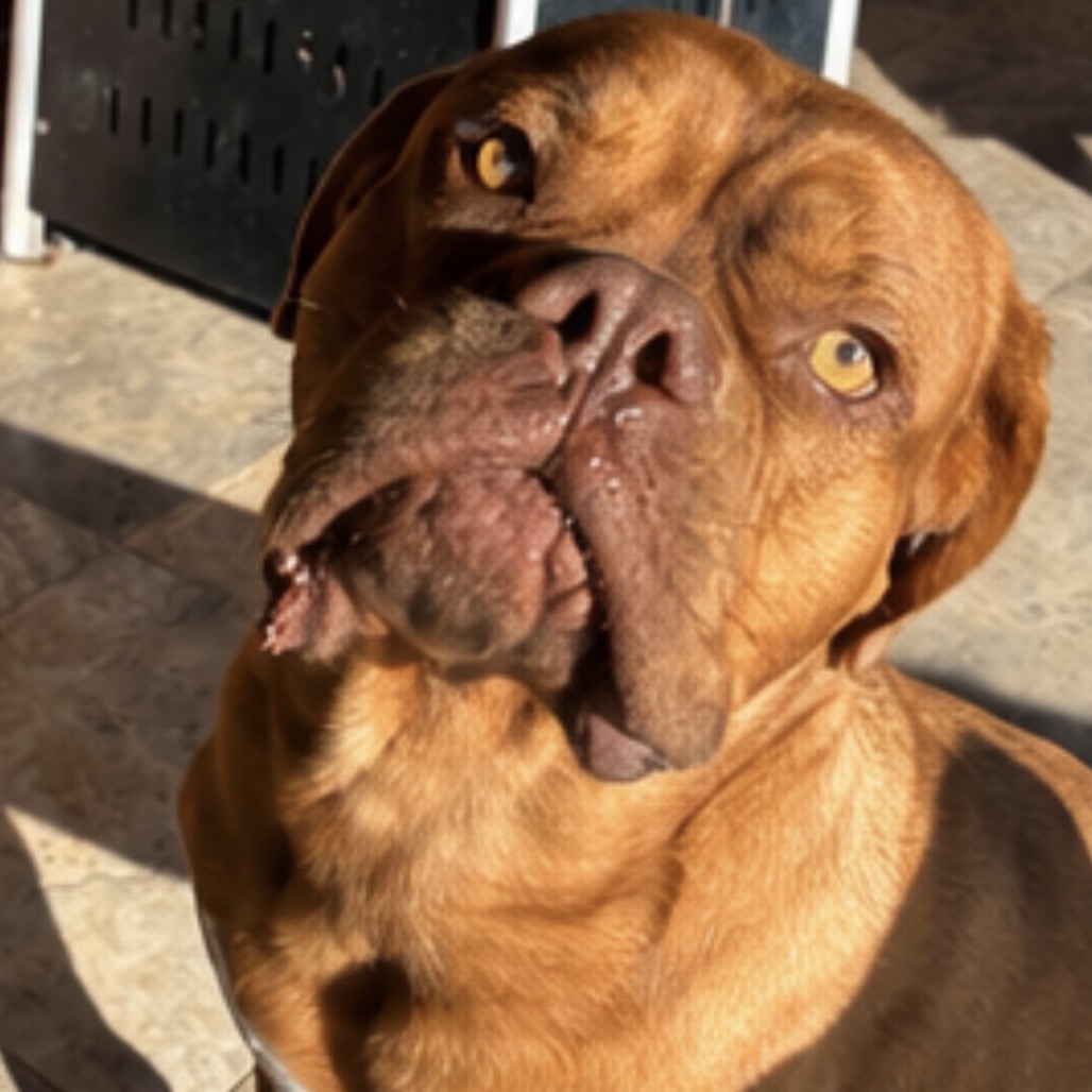 BABA - Mastiff / Bullmastiff for adoption in Midland