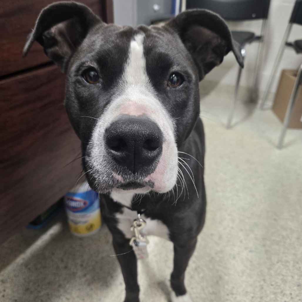 Pippa