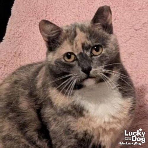 BUFFY - Domestic Shorthair available for adoption