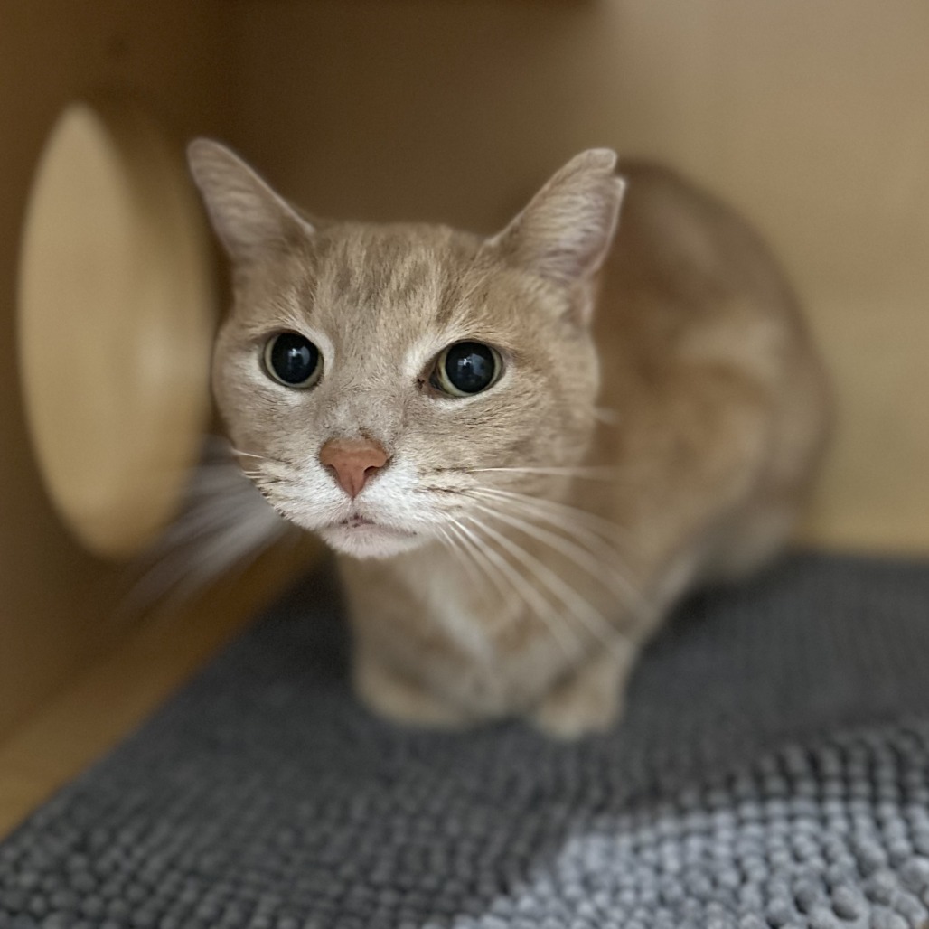 SONNY - Domestic Shorthair / Mix available for adoption