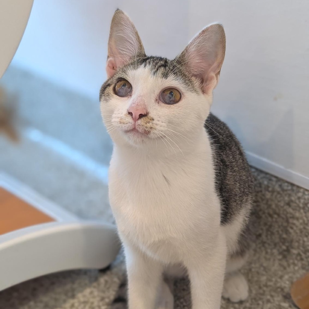 FAIRY GODMOTHER - Domestic Shorthair available for adoption