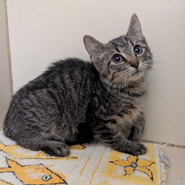 STOICK - Domestic Shorthair available for adoption