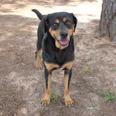Rottweiler