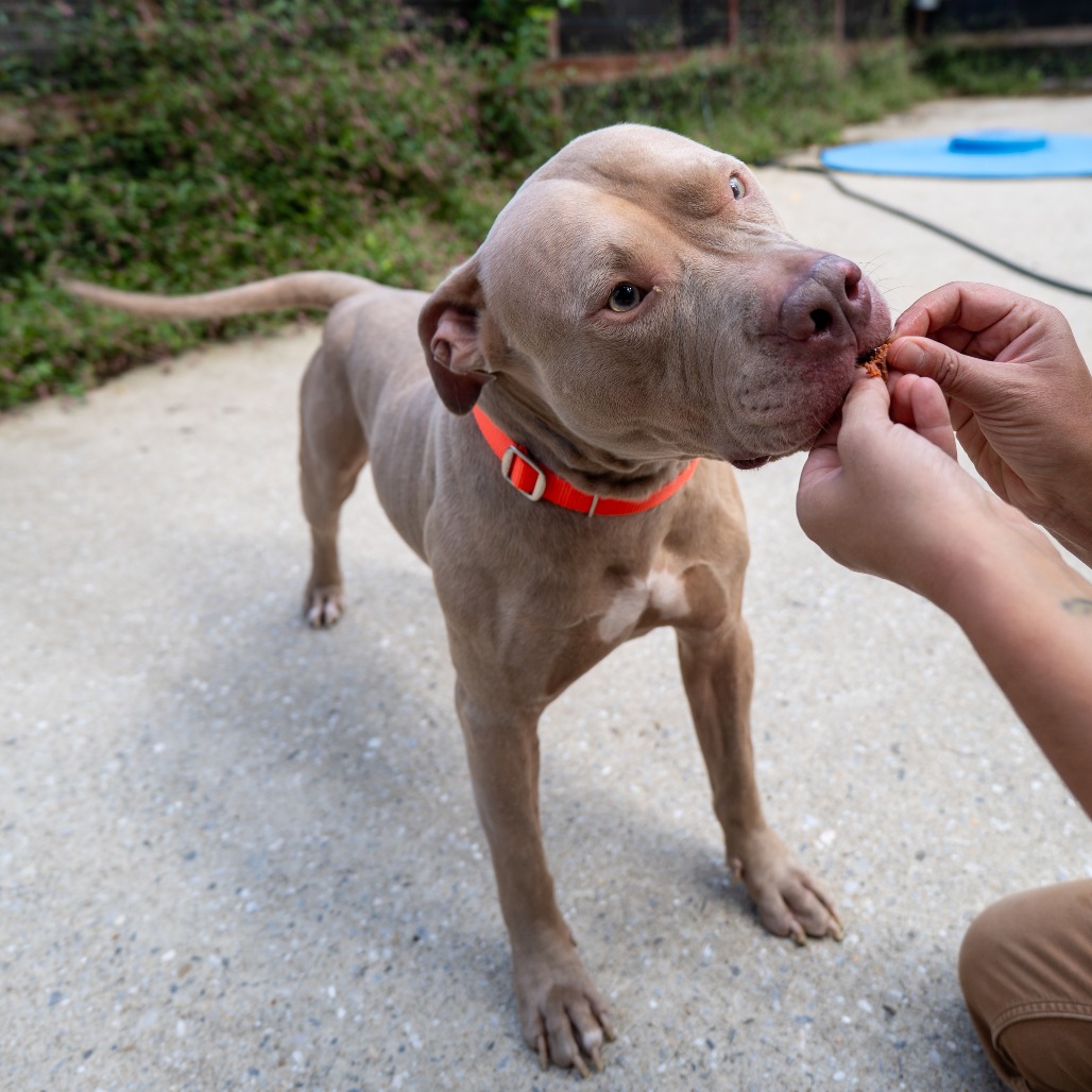 PETEY BONEZ - Terrier / American Pit Bull available for adoption