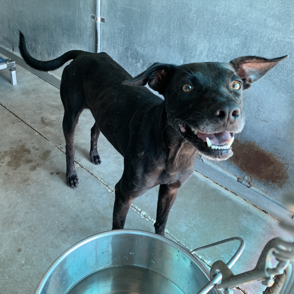 ALAN - Shepherd available for adoption
