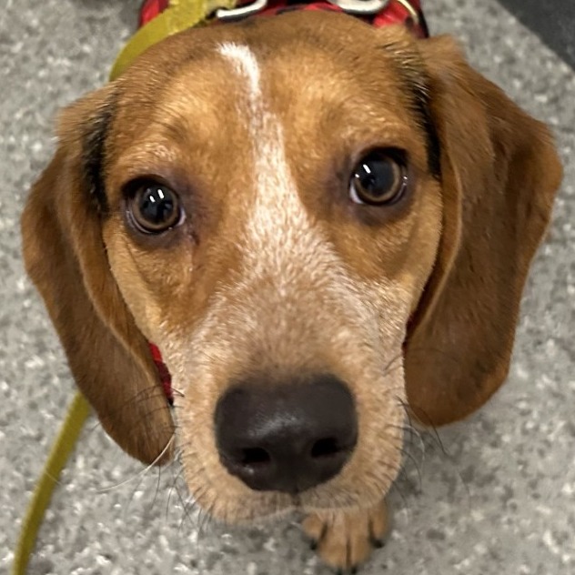 Bailey — thumbnail 2