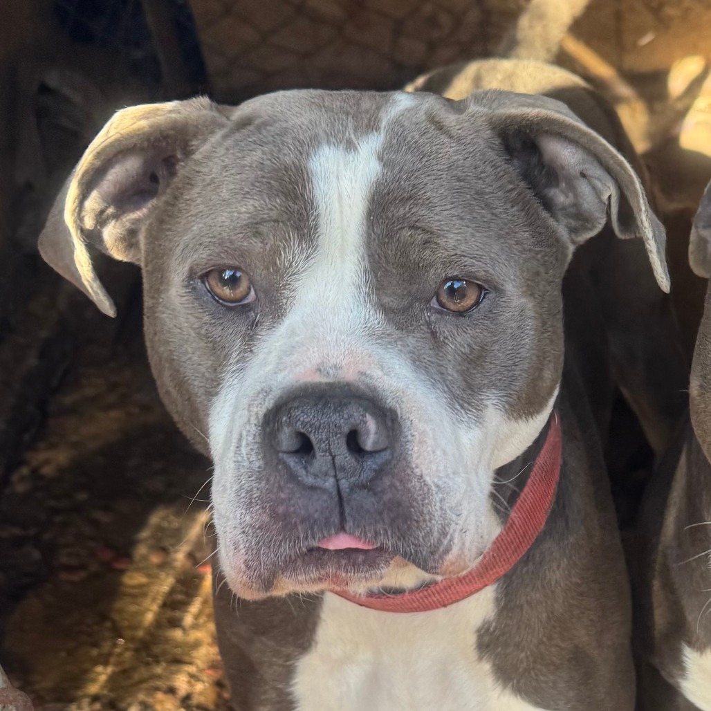 Bonnie — thumbnail 2