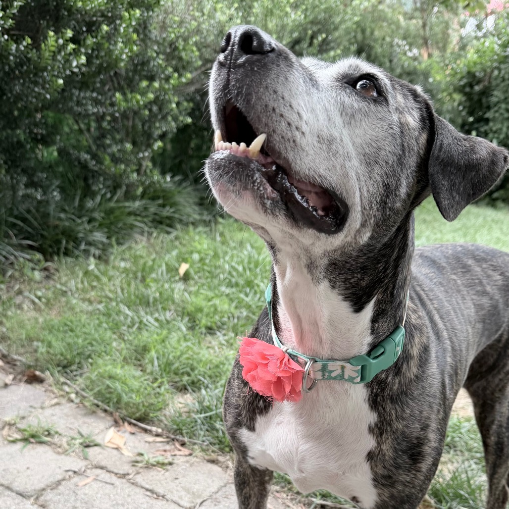 Biddie, photo 26