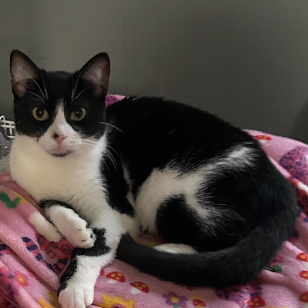 Raisin, an adoptable cat