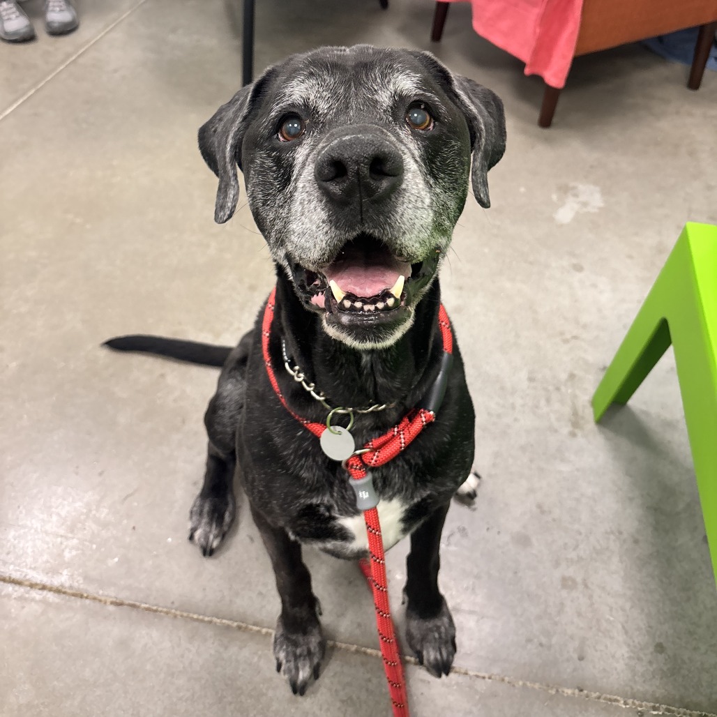 BEAR - Mixed Breed (Large) available for adoption