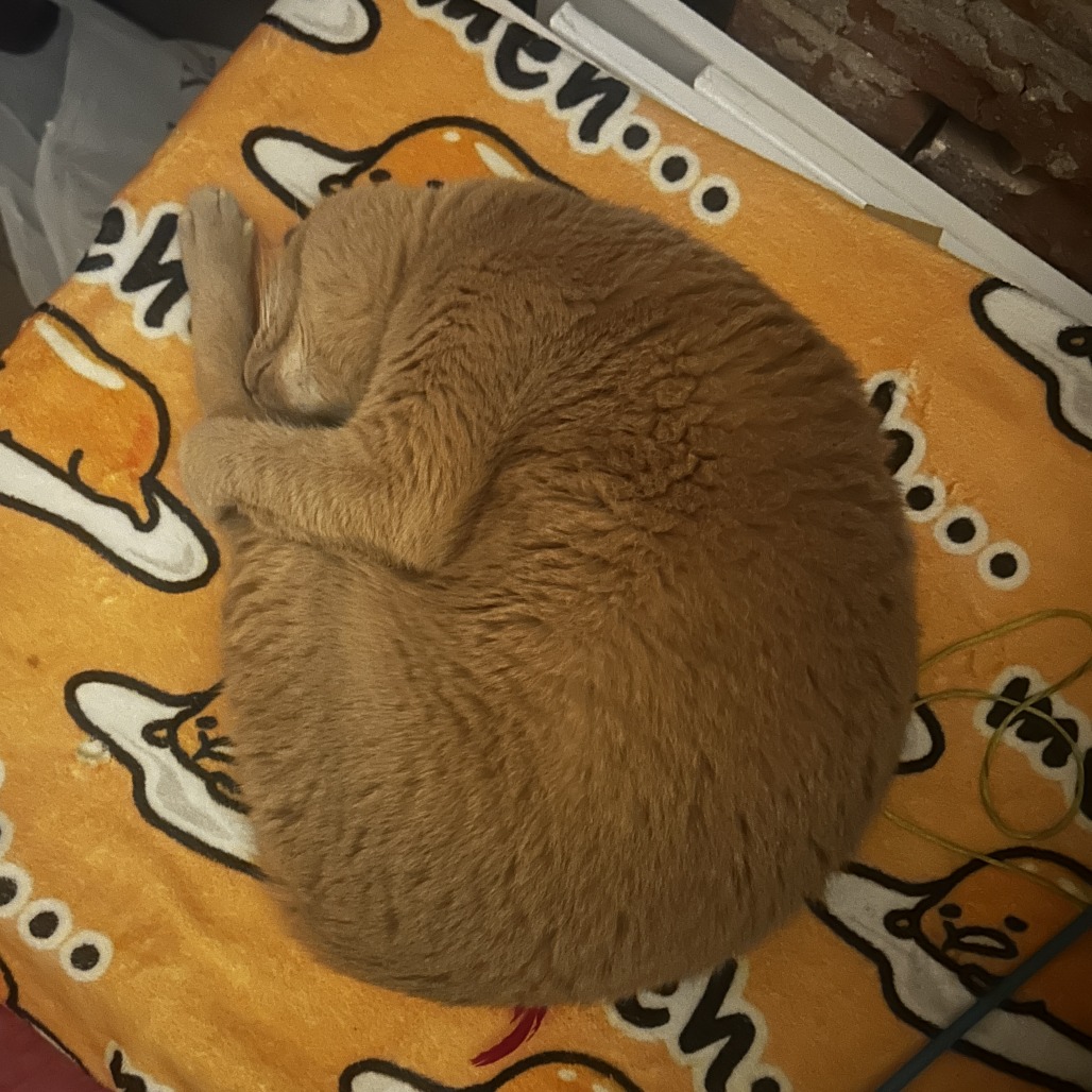 Theo, photo 8