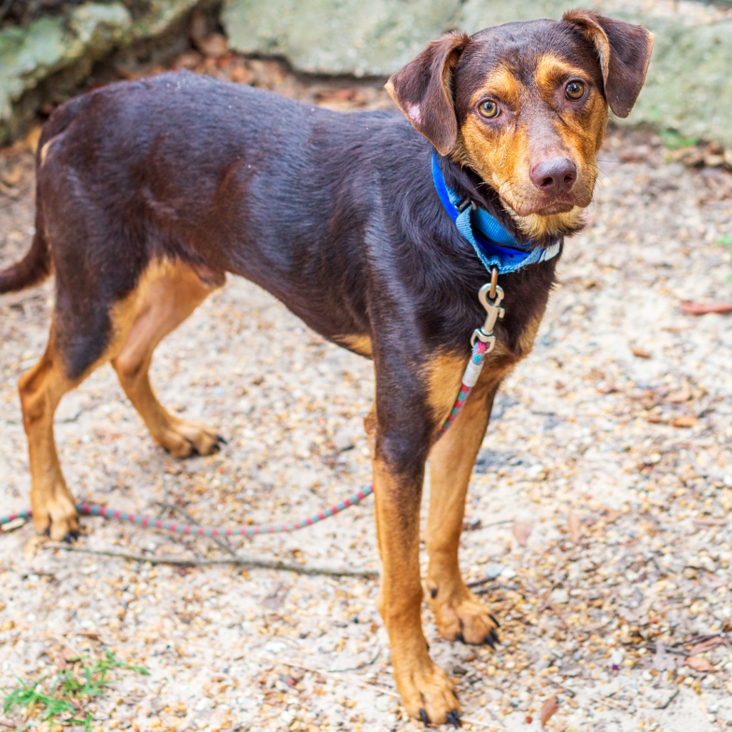 JOHNNY BOY - Pinscher, Doberman / Shepherd available for adoption