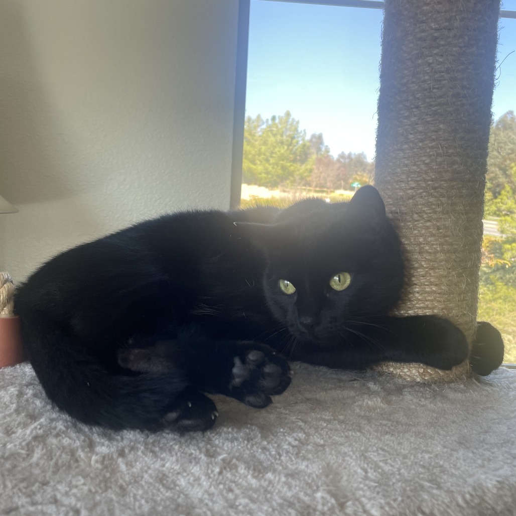 Sage: Female 60 Domestic Shorthair